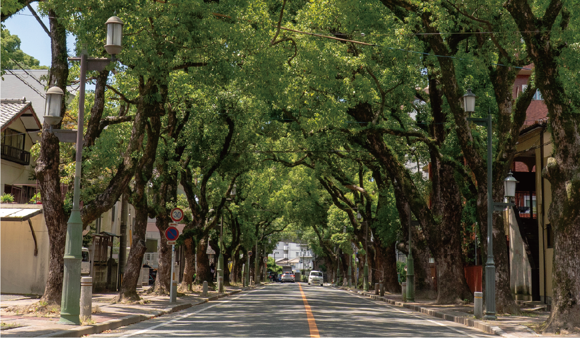 香椎クスノキ並木
